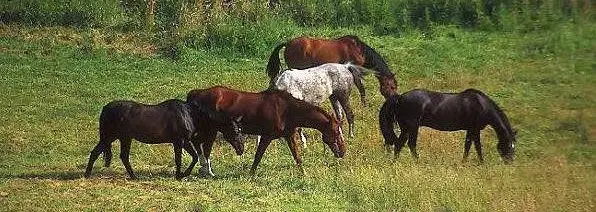 Hästar