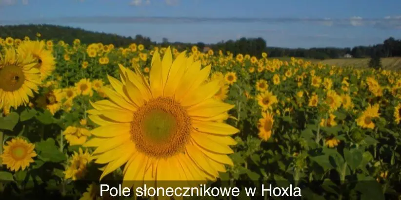Pole słonecznikowe w Hoxla